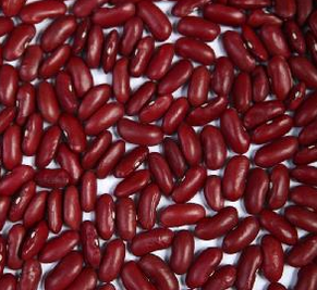 New Crop Dark Red Kidney Beans- buying leads